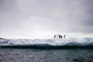 Fünf Pinguine stehen auf dem Eis vor der Kante zum Meer