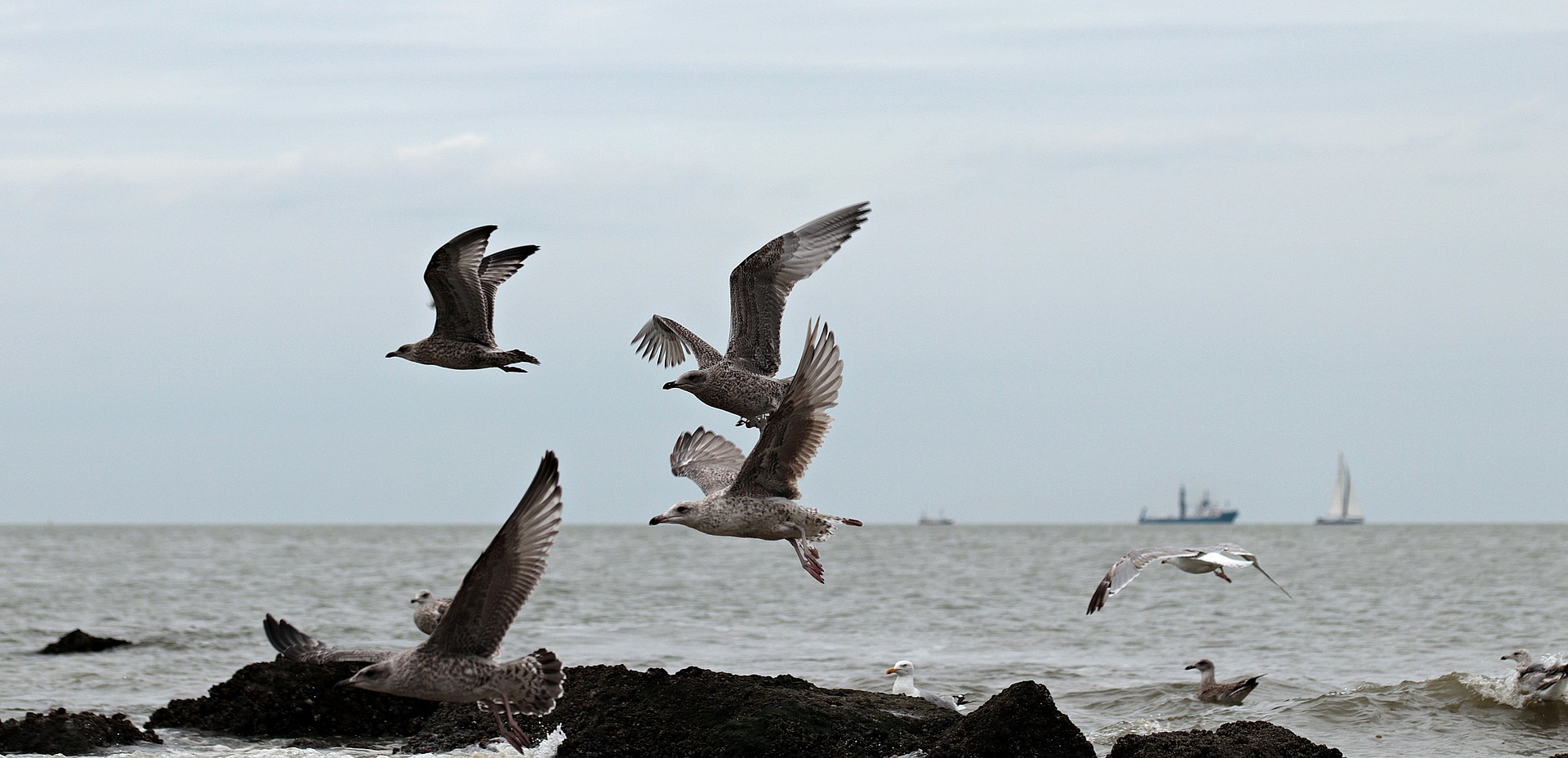 Mehrere Seemöwen fliegen vor der steinigen Nordseeküste, im Hintergrund liegen Schiffe im Wasser