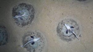 Drei Eisfische brüten in ihrem Brutgebiet am sandigen Meeresgrund
