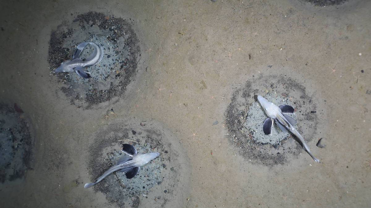 Drei Eisfische brüten in ihrem Brutgebiet am sandigen Meeresgrund