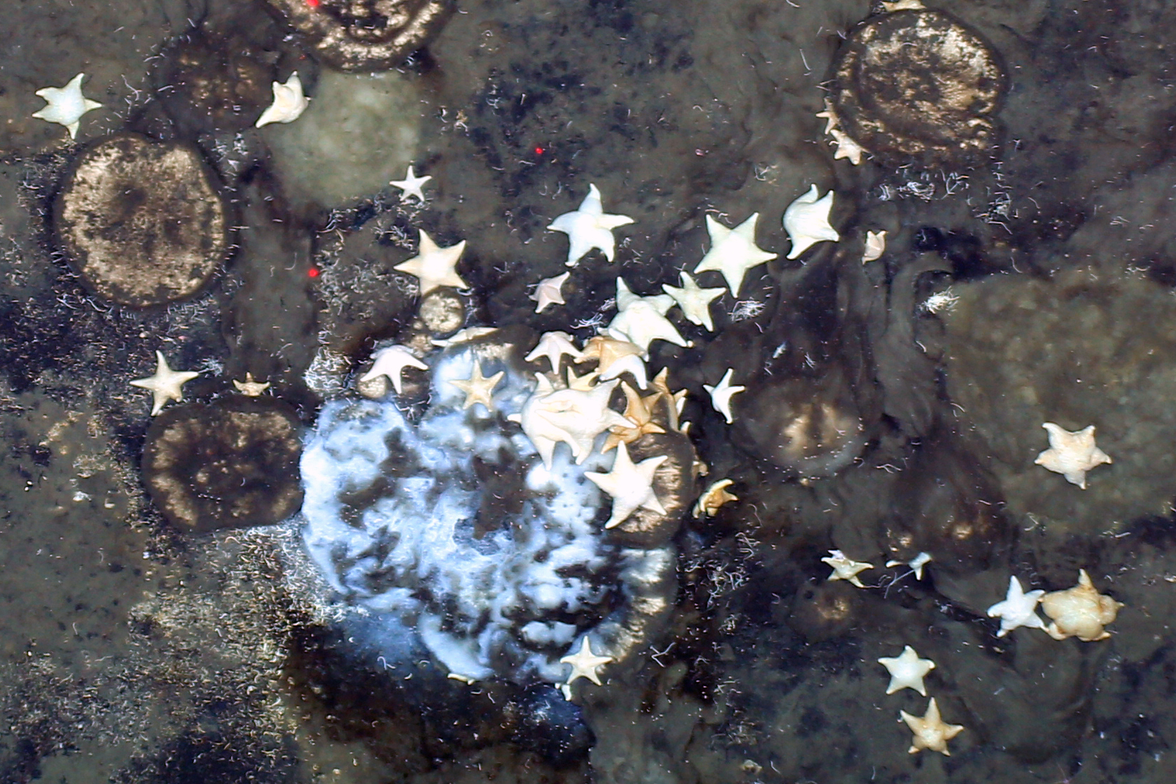 Mehrere Schwämme umgeben von Seesternen und anderen Organismen.