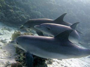 Drei Delfine schwimmen im Korallenriff von Shaab El Erg im Roten Meer