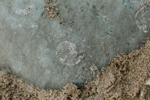Geisterfossilien - Abdruck mehrerer Ammoniten auf einem großen Stein am Strand
