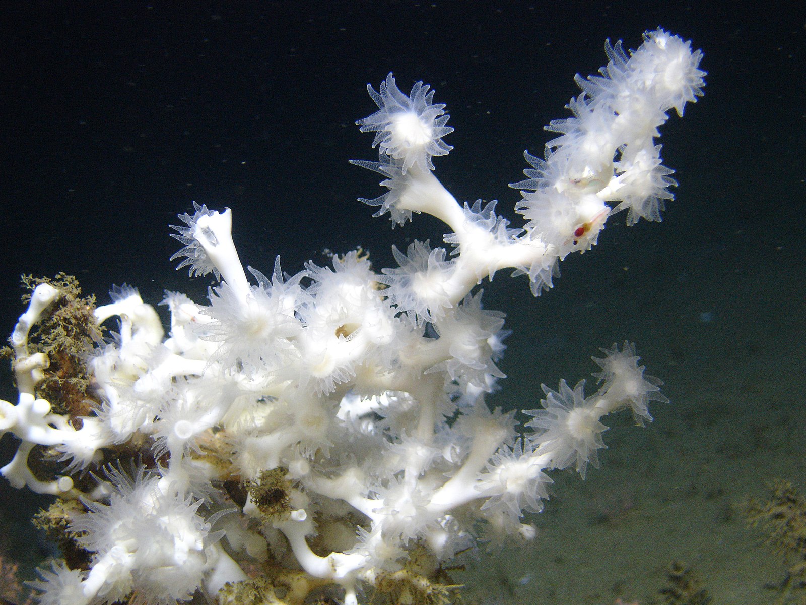 Kalt­was­ser­ko­ral­len: Eine Nahaufnahme der Koralle Lophelia pertusa