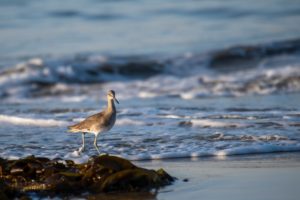 Ein Seevogel sitzt am Strand. Im Vordergrund liegt Seegras