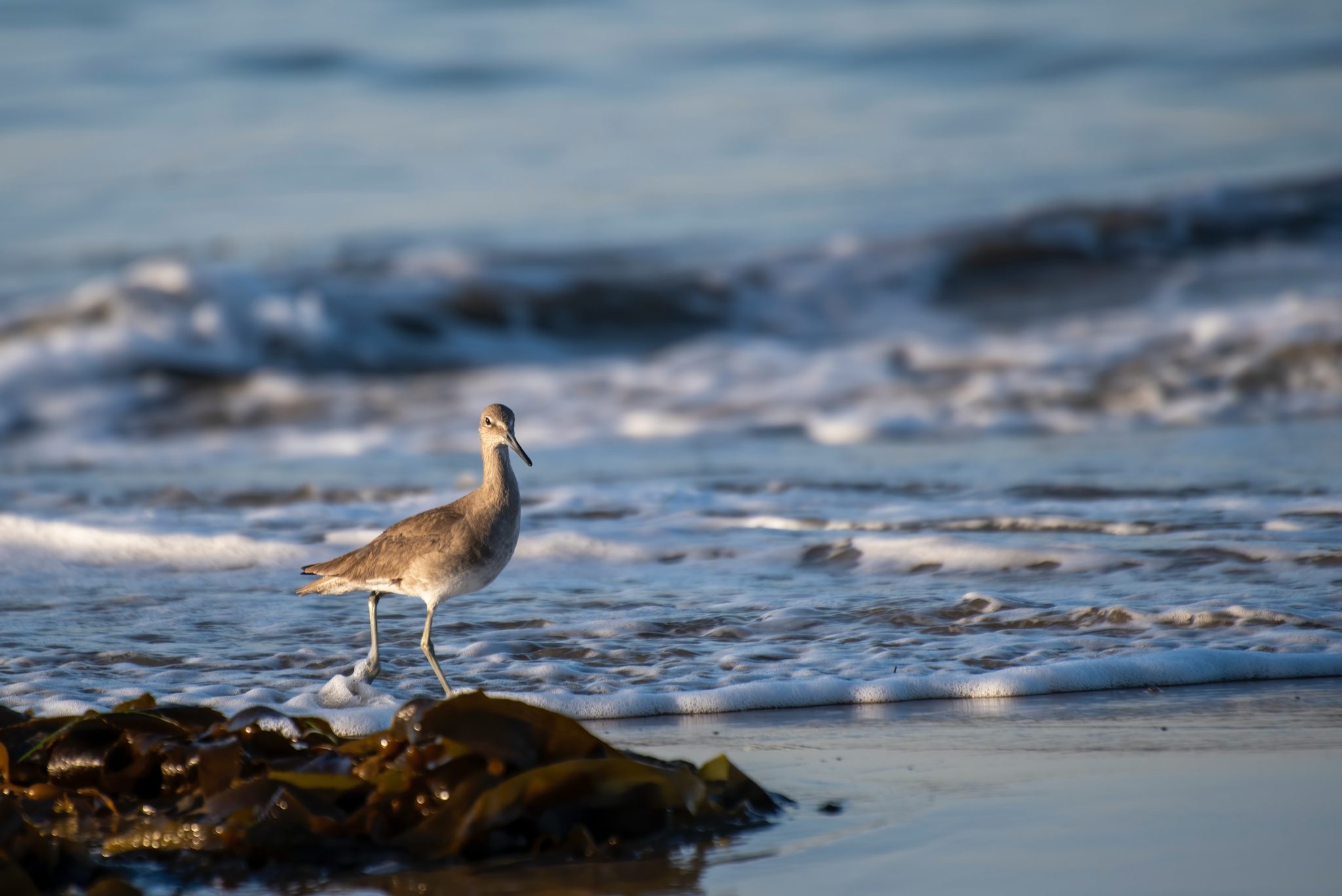 Vogelgrippe: Ein Seevogel sitzt am Strand. Im Vordergrund liegt Seegras