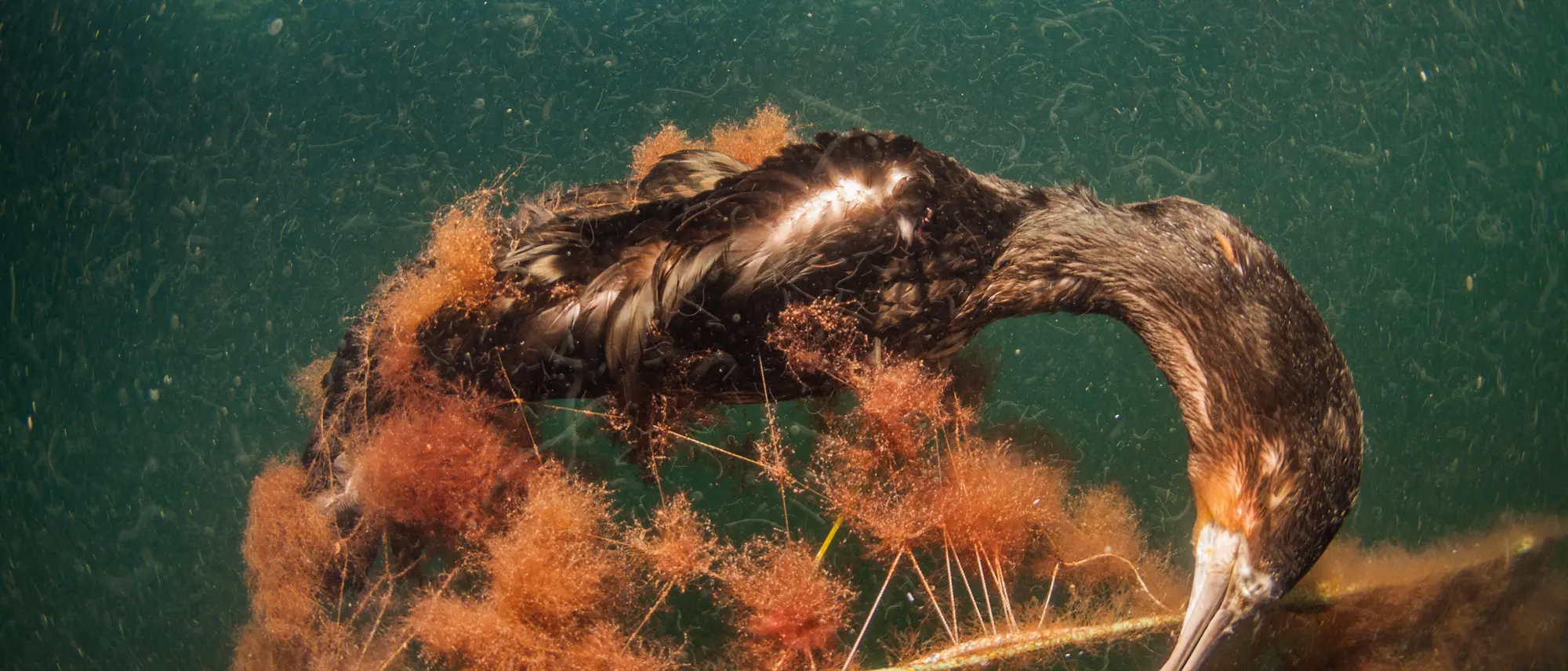 Geisternetze: Ein toter Cormoran hängt in einem zurückgelassenen Fischernetz