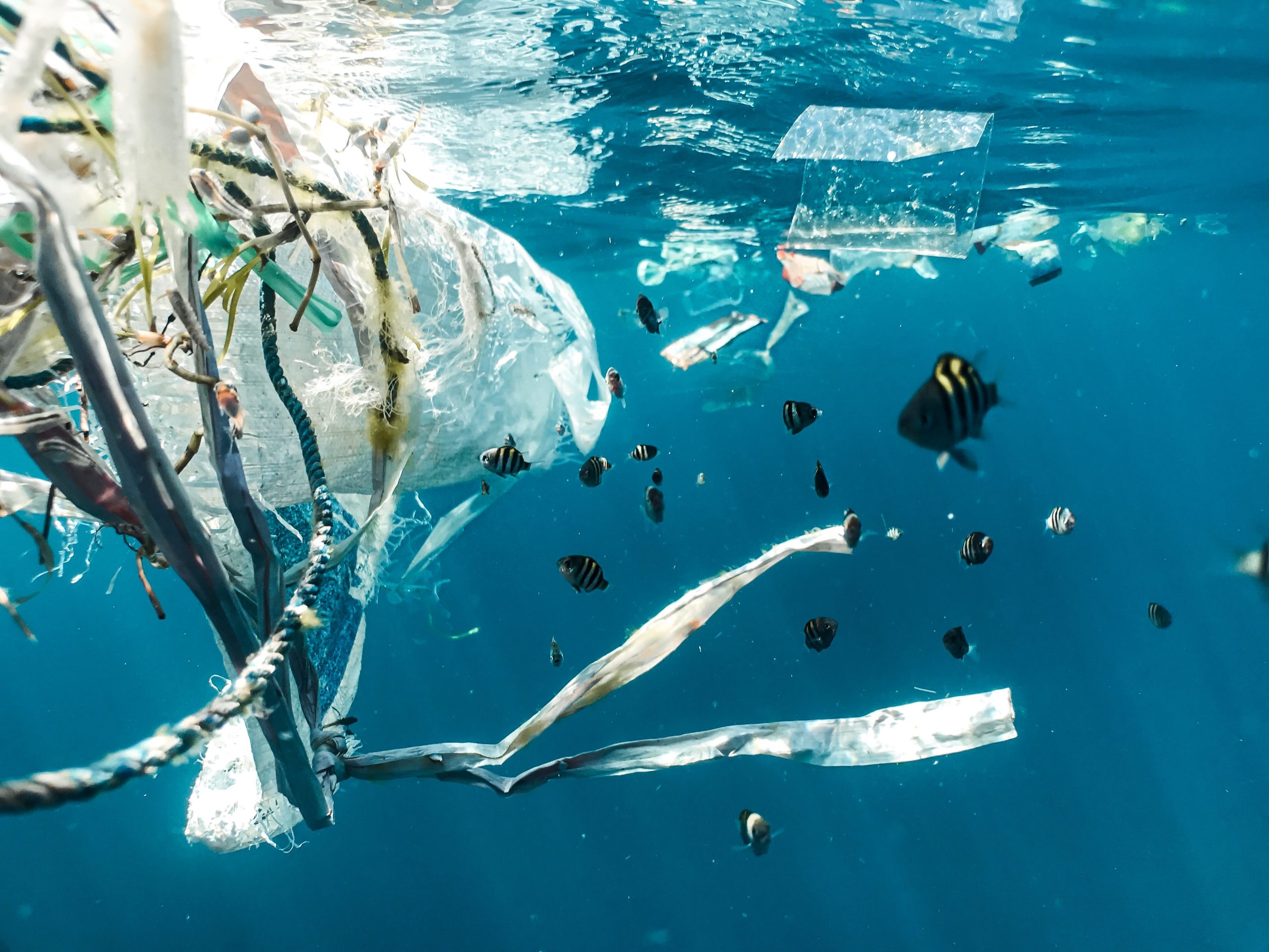 UN-Umweltversammlung: Junge Fische schwimmen um Plastikmüll an der Meeresoberfläche