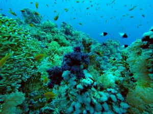 Ein buntes Korallenriff mit Feuerkorallen