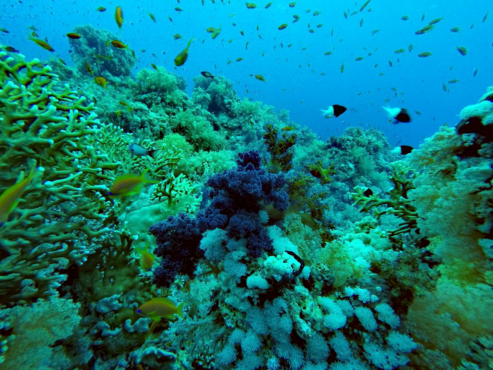 Riff-Gesundheit: Ein buntes Korallenriff mit Feuerkorallen