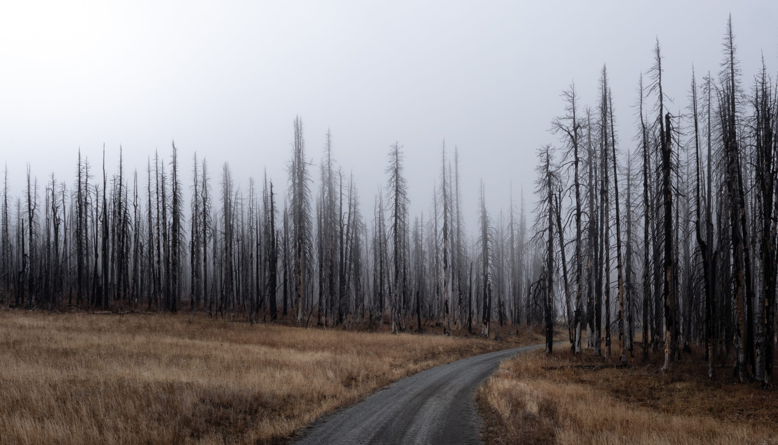 Eine Betonstraße führt durch einen Wald, der komplett abgebrannt ist. Nur noch die schwarzen Stämme stehen im Nebel