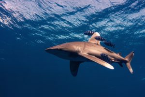 Ein Hai schwimmt kurz unter der Wasseroberfläche, neben ihm schwimmen 5 gestreifte Korallenfische