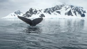 Eine dunkelgraue Schwanzflosse eines Wals guckt aus dem Wasser heraus. Im Hintergrund ragen schneebedeckte Felsen aus dem Wasser