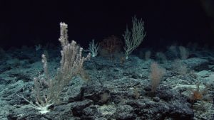 Mehrere farbige Tiefseekorallen wachsen auf steinigem Untergrund
