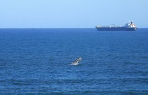 Ein Wal taucht im Vordergrund auf, während im Hintergrund ein großes Frachtschiff fährt