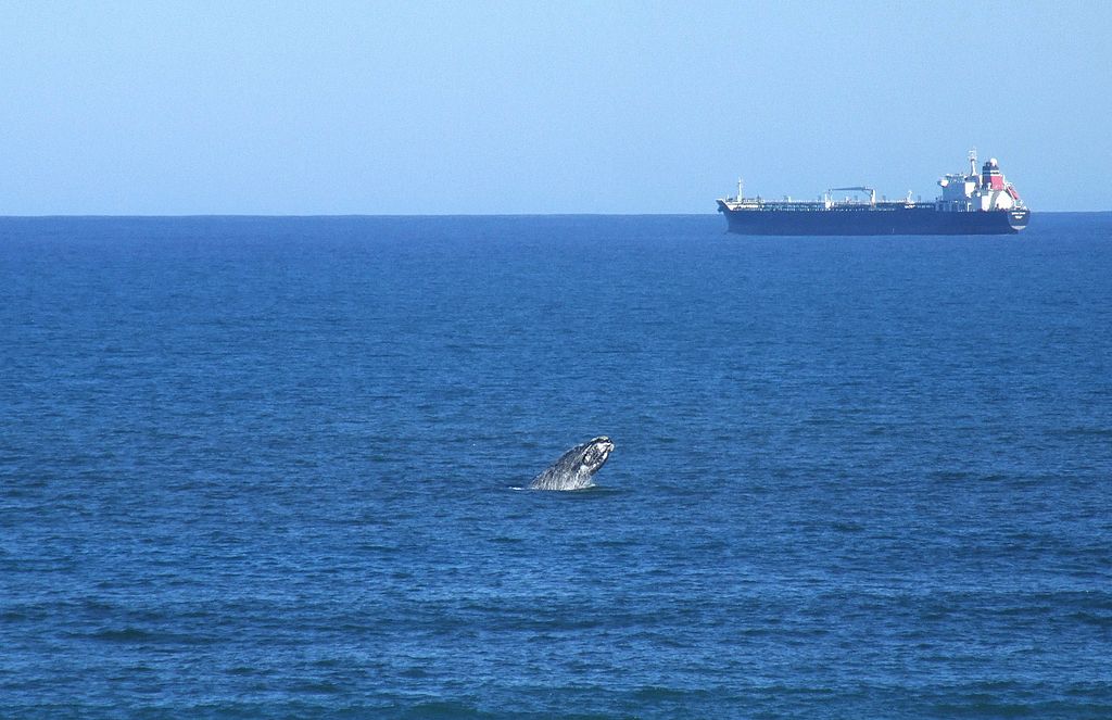 Ein Wal taucht im Vordergrund auf, während im Hintergrund ein großes Frachtschiff fährt