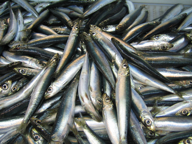 Catch_of_Atlantic_herring