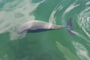 Ein Ostseeschweinswal schwimmt nahe an der Wasseroberfläche