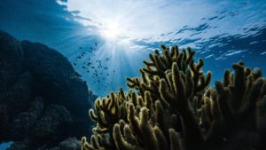 Eine Koralle wird von unten fotografiert, man sieht über ihr die Wasseroberfläche mit starker Sonneneinstrahlung