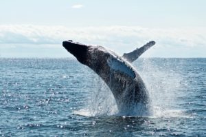 Ein Wal wirft sich Rückwärts auf die Wasseroberfläche
