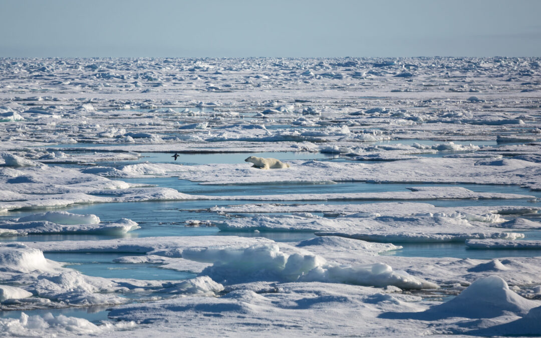 Eisbär auf arktischem Meereis