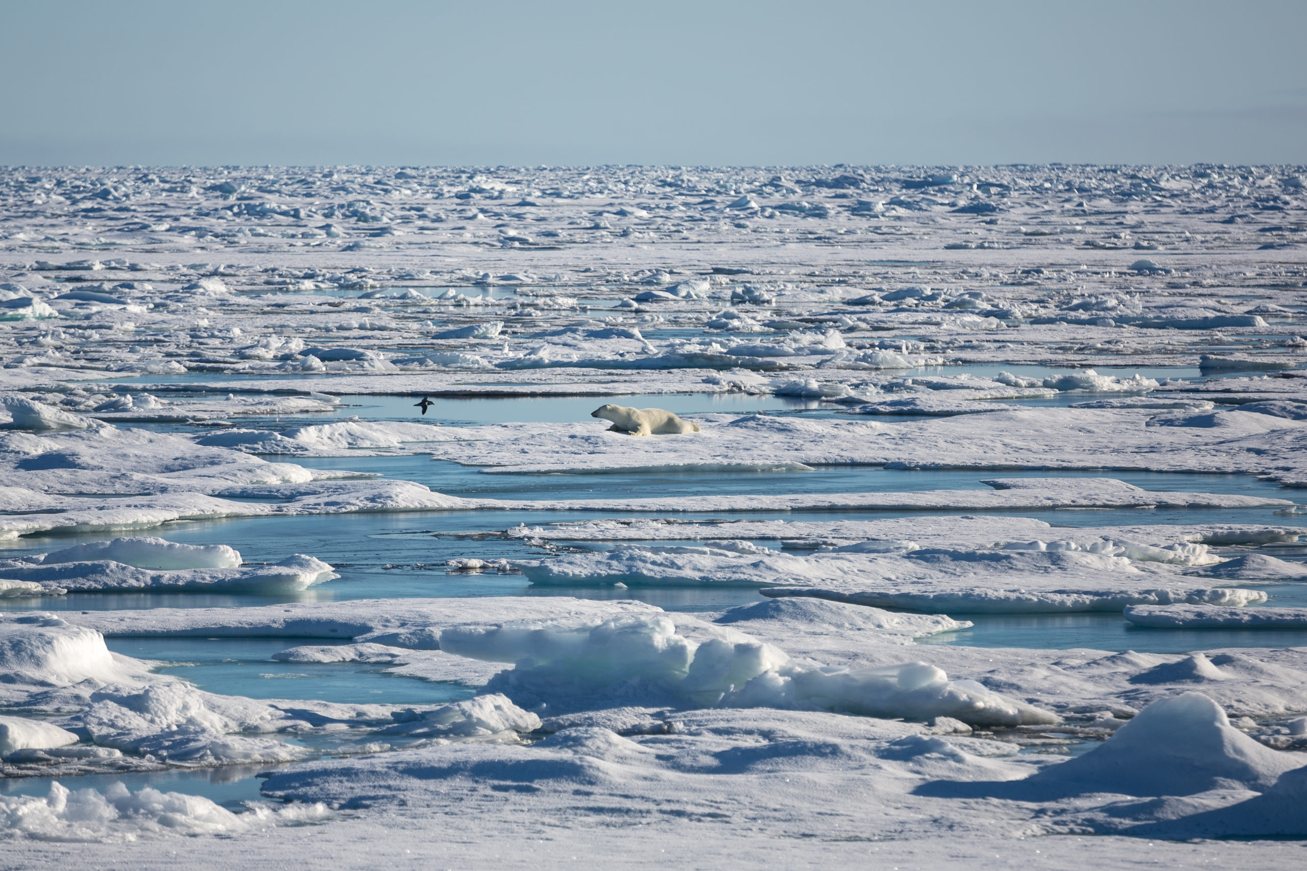 Das einzigartige Ökosystem Arktis