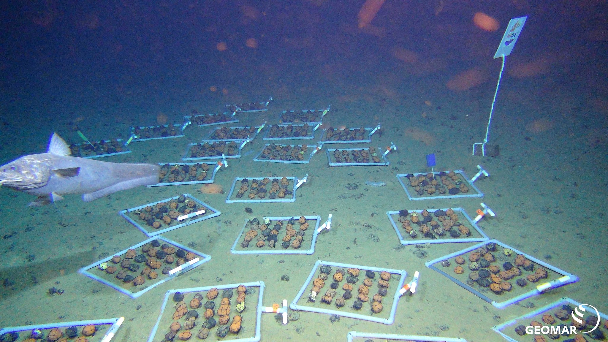 Ein Experiment mit echten und künstlichen Manganknollen auf dem Meeresboden in der Tiefsee