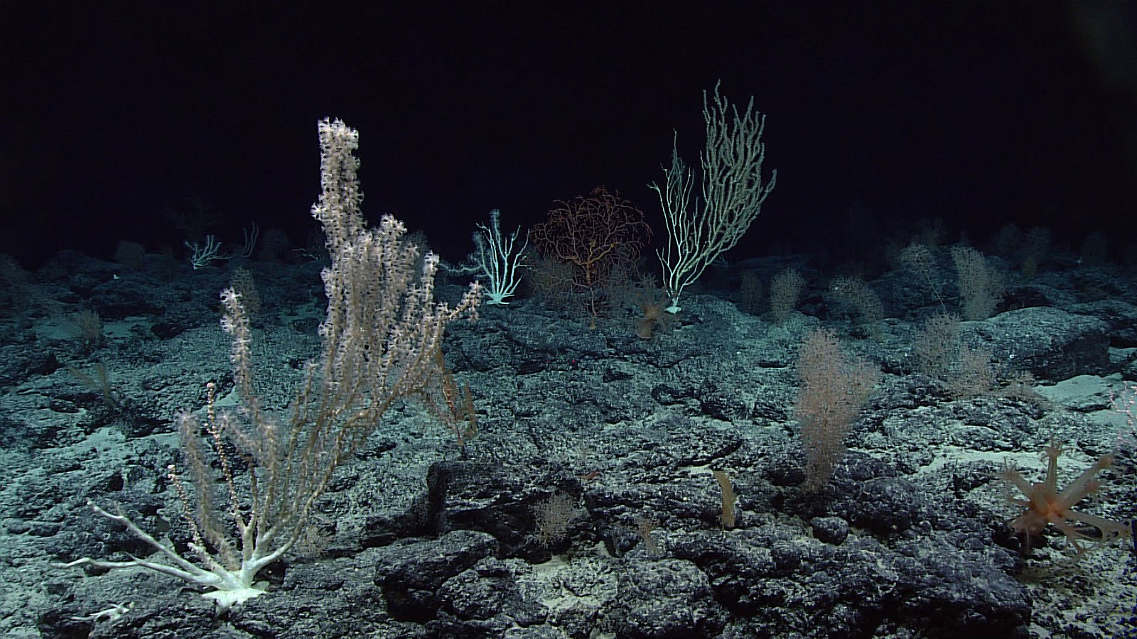 Pale deep sea cold water corals growing on dark ocean ground