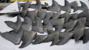 Handelsverbot: Mehrere Haifischflossen liegen zum Trocknen aufgereiht