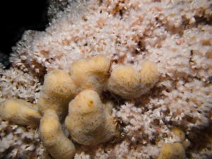 Beige Schwämme sitzen auf einer Koralle