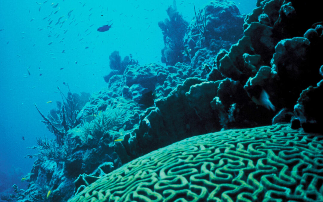 korallenriff_klimawandel
