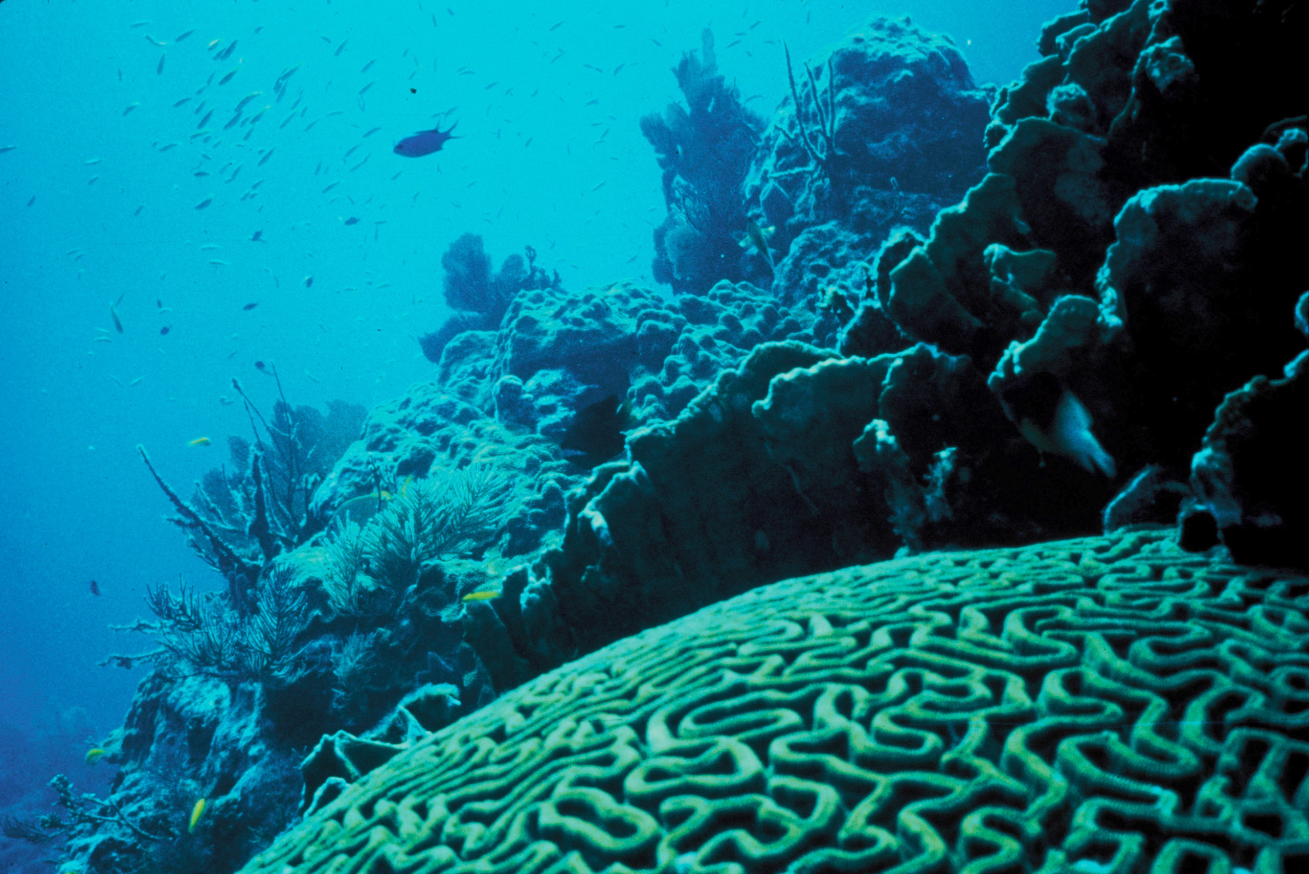 Korallenriffe unter Wasser
