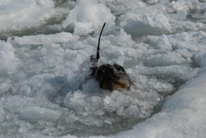 Eine Robbe guckt durch ein Loch aus dem zugefrorenen Meer raus