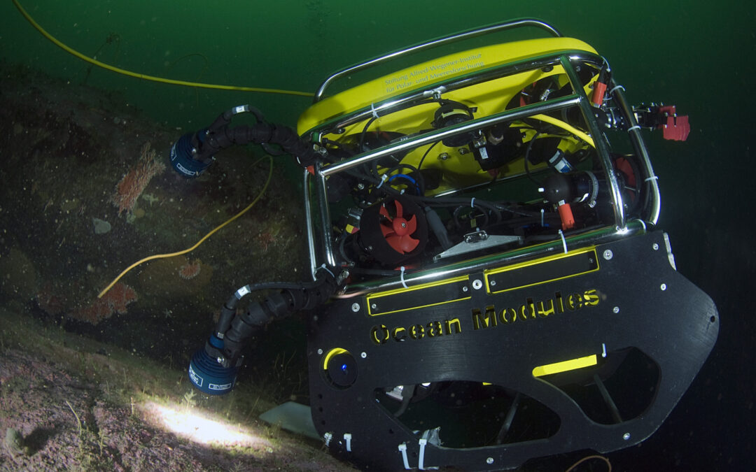 ROV exploring the hydrocoral Errina antarctica on the rocky slopes of a south Patagonian fjord