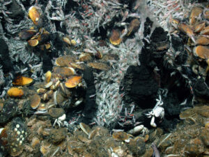Eine Vielzahl von Röhrenwürmen, Krebsen und weiteren Arten tummeln sich an einem schwarzen Raucher in der Tiefsee
