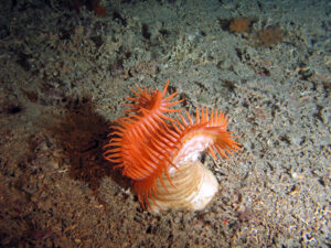 Eine orangene Tiefsee-Seeanemone am Ozeanboden