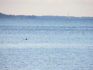 Ein Schweinswal schwimmt in der Flensburger Förde