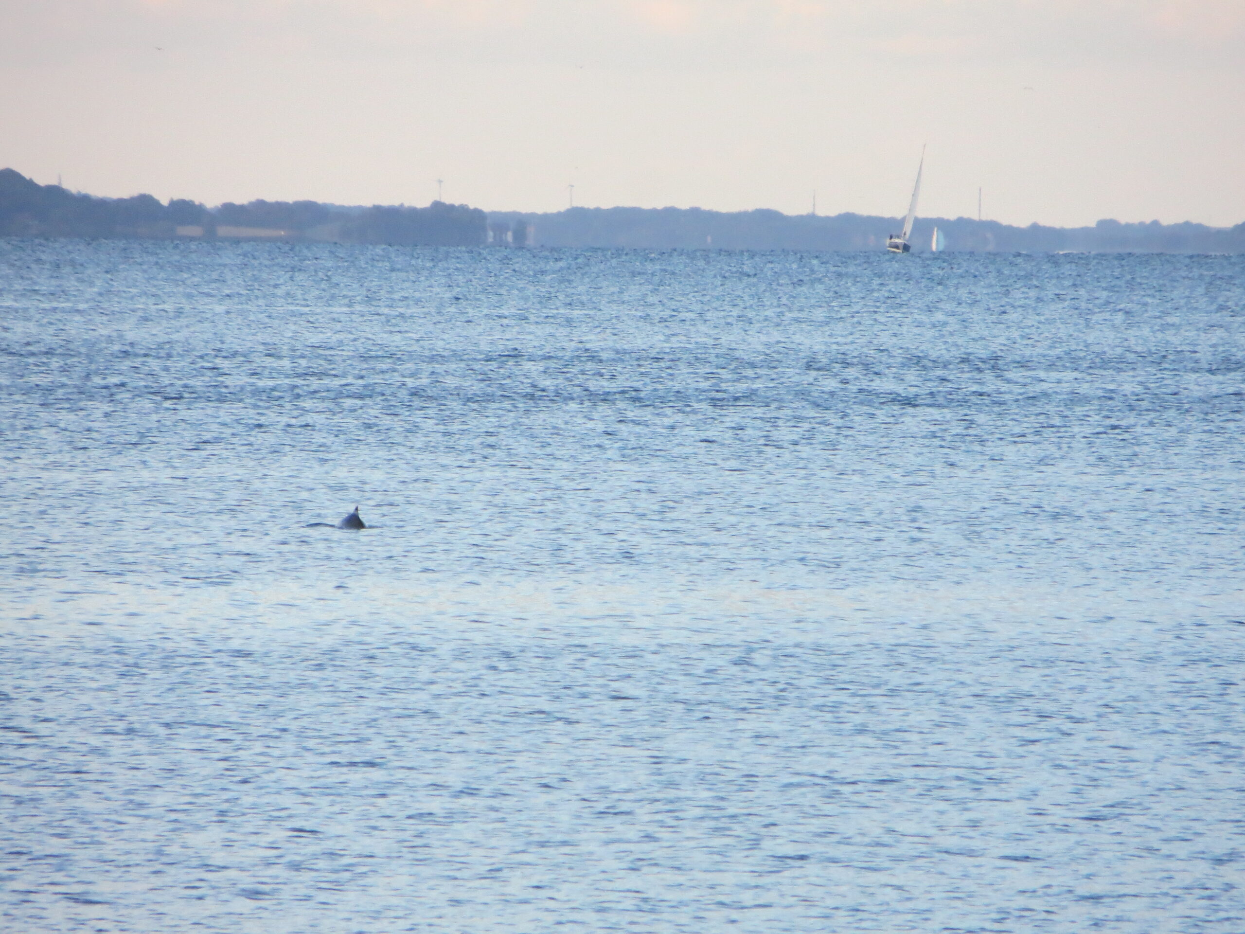 Ein Schweinswal schwimmt in der Flensburger Förde