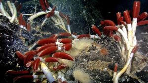 Viele Röhrenwürmer wachsen an Hydrothermalquellen