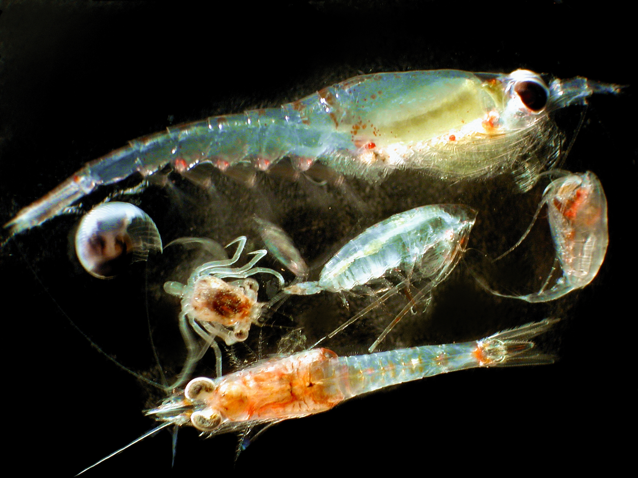 Verschiedenes Zooplankton unter dem Mikroskop