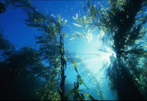 Kelpwälder - die Wälder unter Wasser